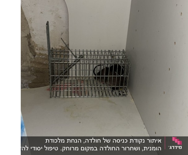 מלכודת עכברים עם עכבר לכוד בפינה